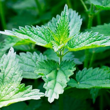 🌿🌿🌿Чем полезна майская крапива?