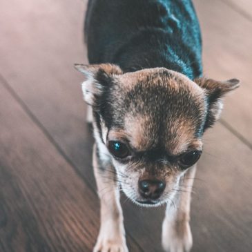 Последствия кастрации 🐶