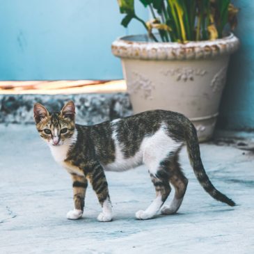 Проблемы домашних животных 🐱