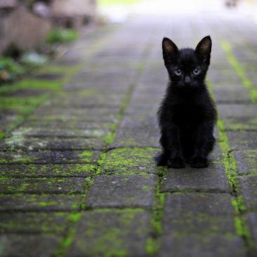 Карма ветеринара 🐾