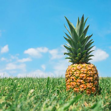 Pinatex — экокожа из ананасов 🍍