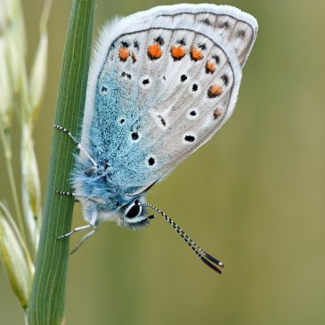Серафим Саровский