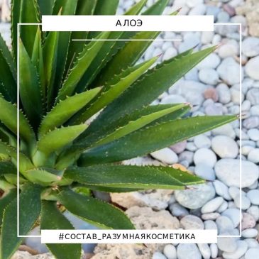 Волшебная сила алоэ 🌵