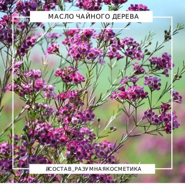 Масло чайного дерева – свойства и польза