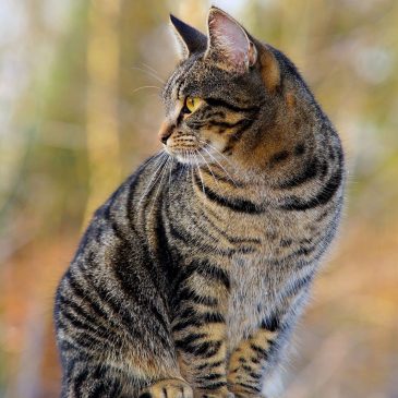 Почему метят квартиры 🐈