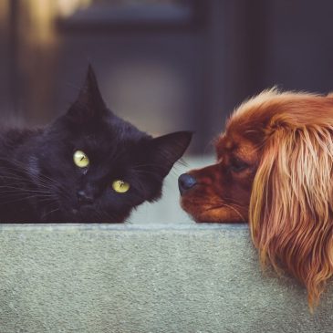 Стрижка домашних животных 🐶
