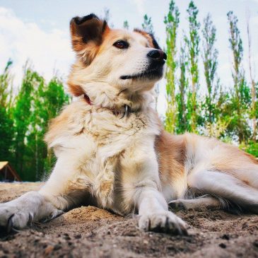 Карма человека 🐕
