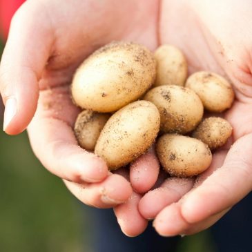 Ядохимикаты, плесень и экопродукция Часть1