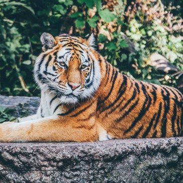 Кормить хищников 🐯