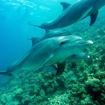Дельфины и человек 🐬