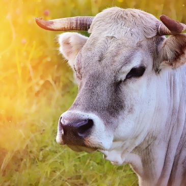 Польза домашних животных 🐮