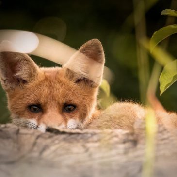 Натуральный мех 🦊