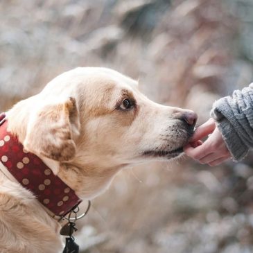 Забрать животное из приюта💁‍♂️🐕