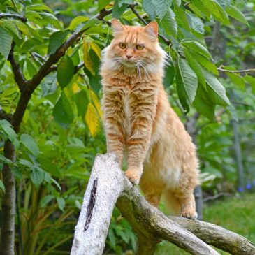 Породистые домашние животные 🦊