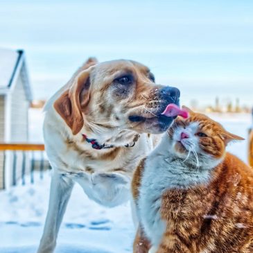 Кошки или собаки?