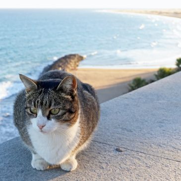 Кошки пьют морскую воду?