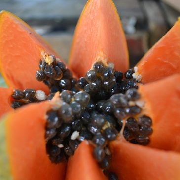 Сорбент из папайи 🍉🍍🥭