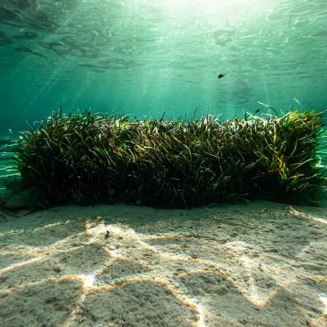 Водоросли
