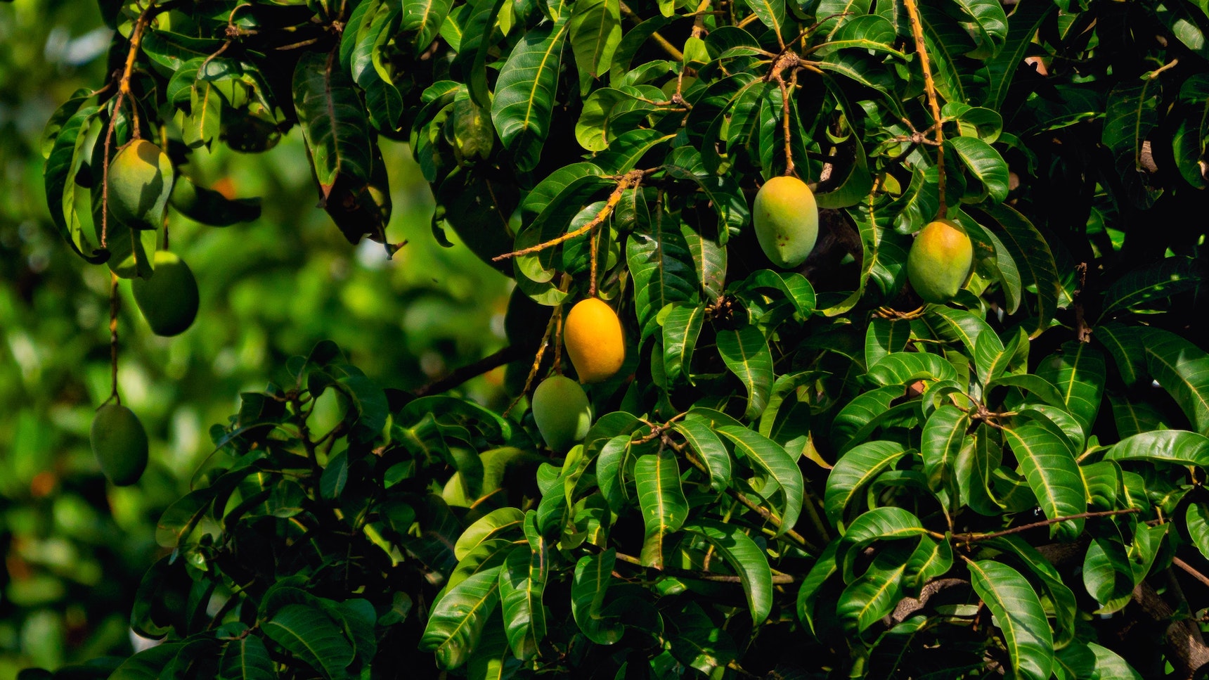 Le dijo la sartén al mango