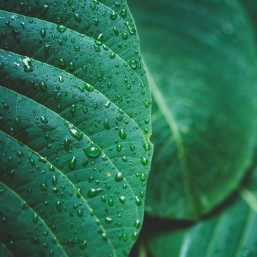Химия в нашей жизни 🌱