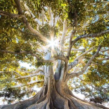 Йога о продлении жизни 🌳