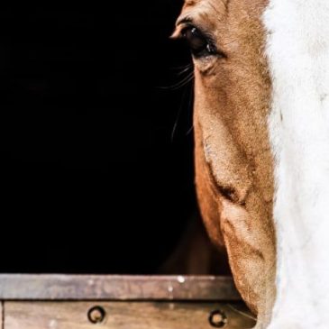 Даосская притча: Рабочая лошадь 🎋🐴