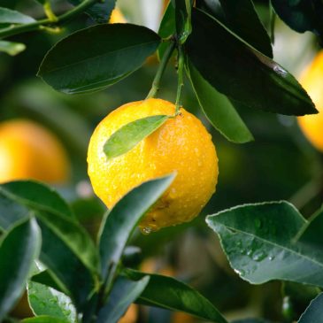 Суперсила лимона: польза и вред 🍋🍋🍋