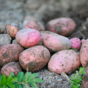Биоразлагаемая посуда из картофельных очистков 🥔🥣