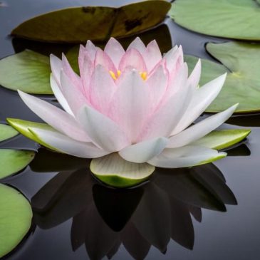 🧘‍♀️Практика сатьи — правдивости
