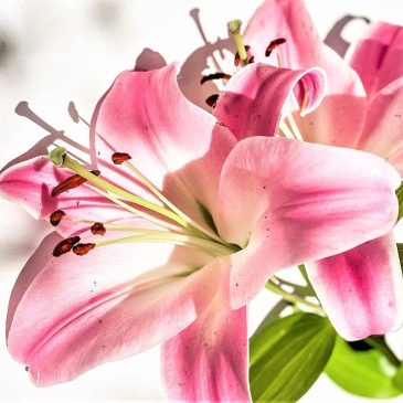 Раскрещивание 🌸