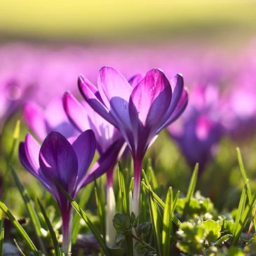 Поздравляем всех женщин, девушек и девочек 🌺