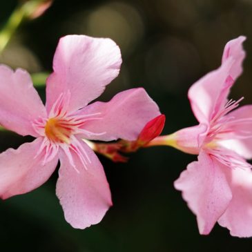 Ароматы весны 🌺