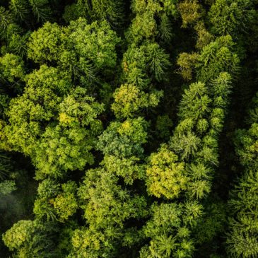 Зеленая китайская стена 🌳🌳🌳