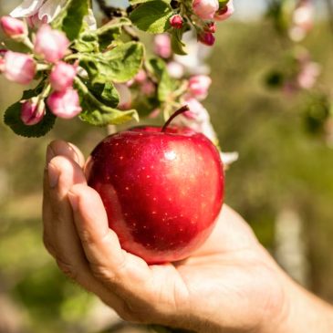 Яблоко, падающее в руку 🍎