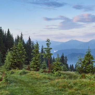 Нейросеть для оценки потоков углекислого газа в таежных лесах 🖥🌲