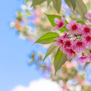 друзья, с наступающими вас праздниками 🌷☀️