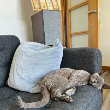 #отзыв Елены  о Антипаразитарном сборе для домашних котиков