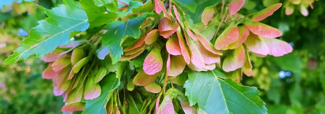 Свобода Жизненной Силы