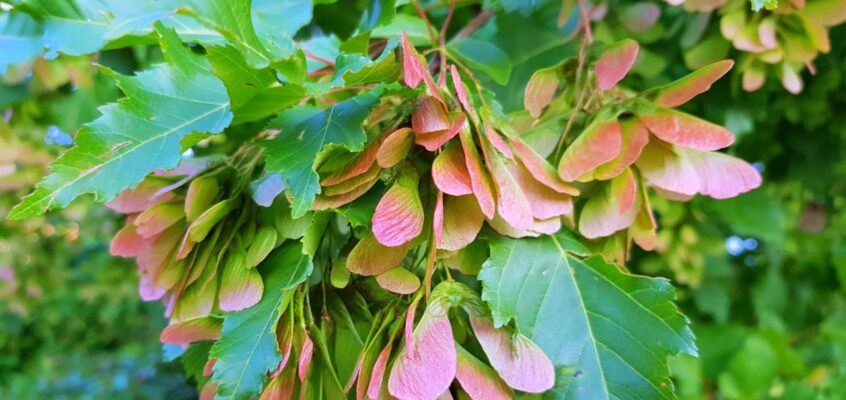 Свобода Жизненной Силы