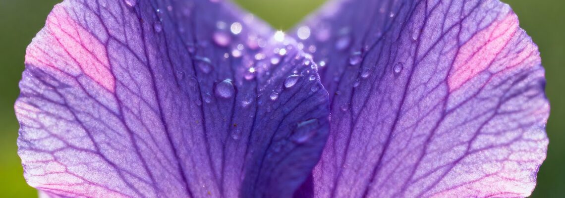 Свобода Выражения Воли