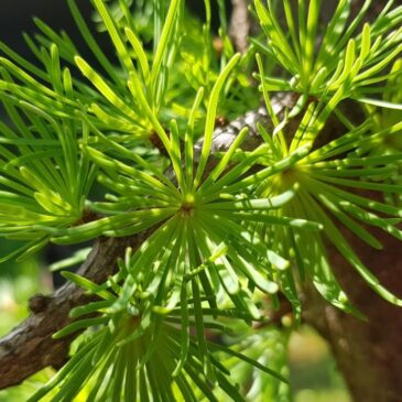 Знакомим вас с шестой темой лекций семинара Внутренняя Свобода. Глубокое Понимание  21 ноября — 5 декабря 2025