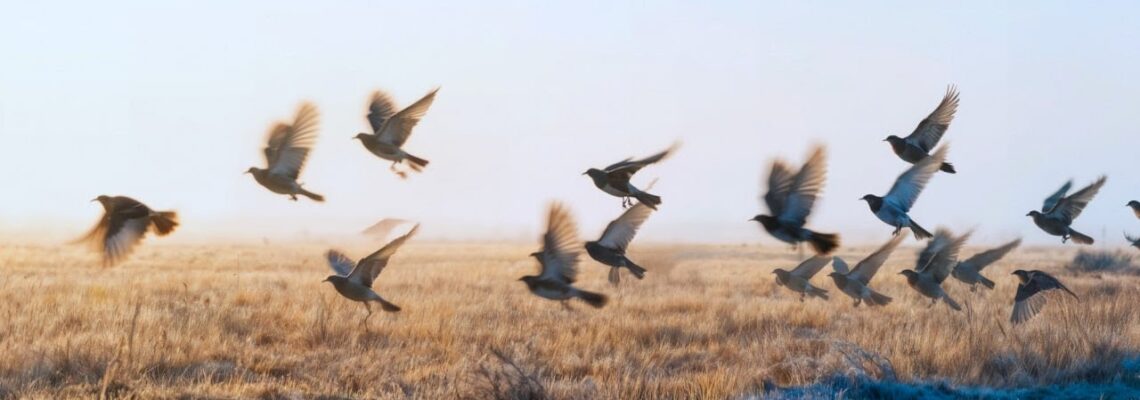 Возможность Душевной Свободы Среда, Энергия, Идеология