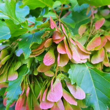 Темы лекций семинара Внутренняя Свобода. Глубокое Понимание  21 ноября — 5 декабря 2025