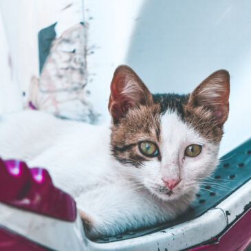 Проблемы домашних животных  Часть 2