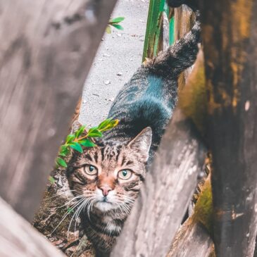 Карма бездомного животного