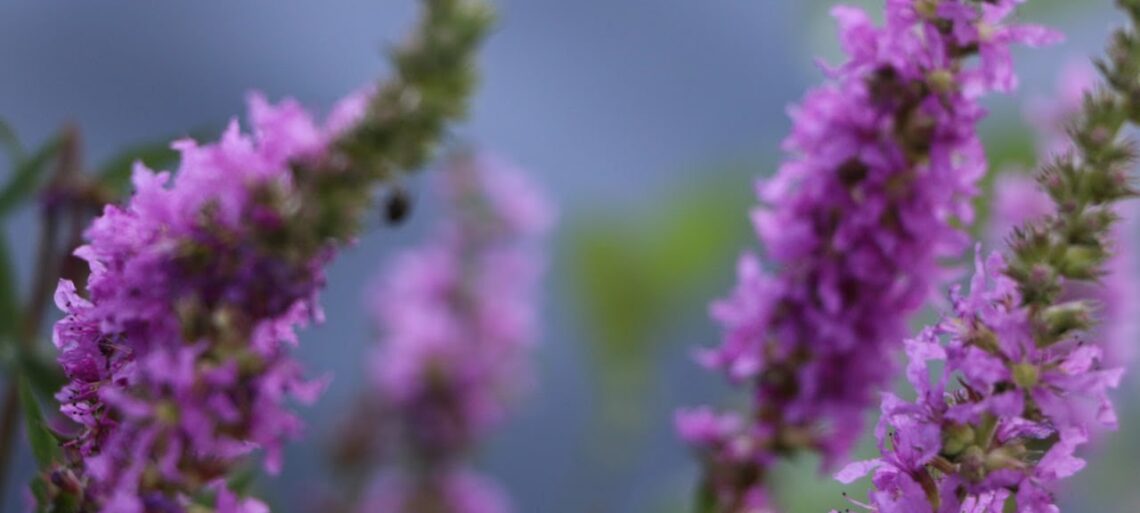 7 видео Разумного Человечества о Кармическом комитете