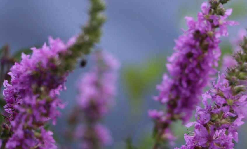 7 видео Разумного Человечества о Кармическом комитете