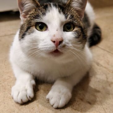 Реинкарнация животных