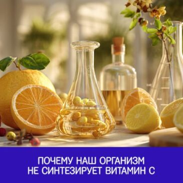Почему наш организм не синтезирует витамин С